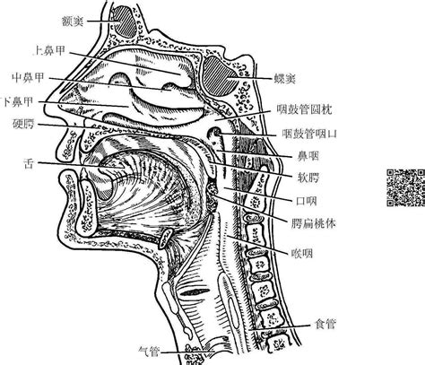 咽喉位置 九宮格分析法